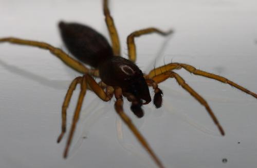 Clubiona comta